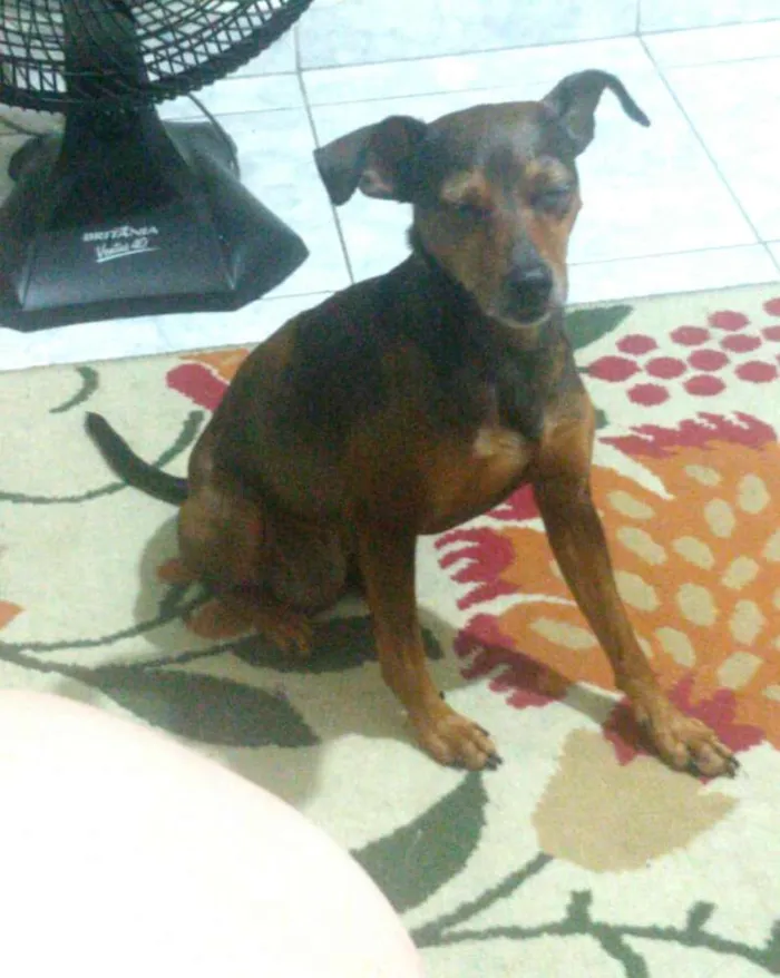 Cachorro ra a Mestiça  ( pinscher) idade 3 anos nome Mel 