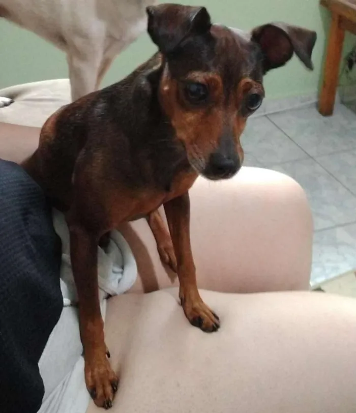 Cachorro ra a Mestiça  ( pinscher) idade 3 anos nome Mel 