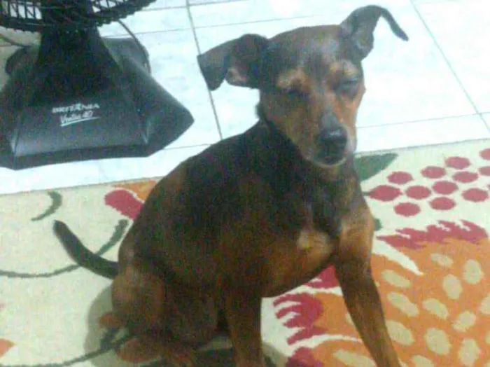 Cachorro ra a Mestiça  ( pinscher) idade 3 anos nome Mel 