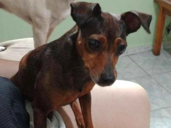 Cachorro ra a Mestiça  ( pinscher) idade 3 anos nome Mel 