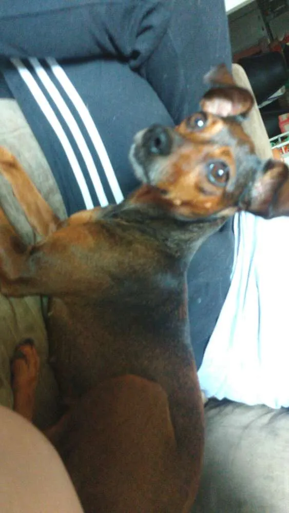 Cachorro ra a Mestiça  ( pinscher) idade 3 anos nome Mel 
