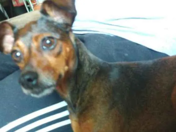 Cachorro ra a Mestiça  ( pinscher) idade 3 anos nome Mel 