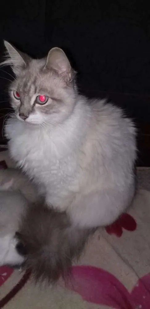 Gato ra a Angora  idade 2 anos nome Pérola 