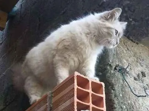 Gato ra a Angora  idade 2 anos nome Pérola 