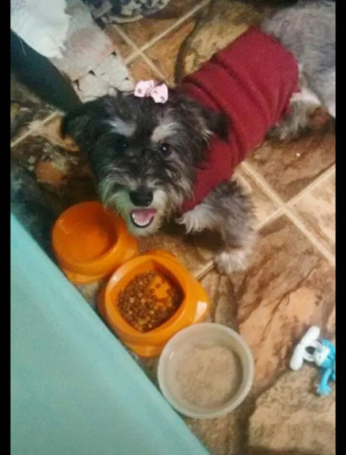 Cachorro ra a Vira lata idade 7 a 11 meses nome Pretinha