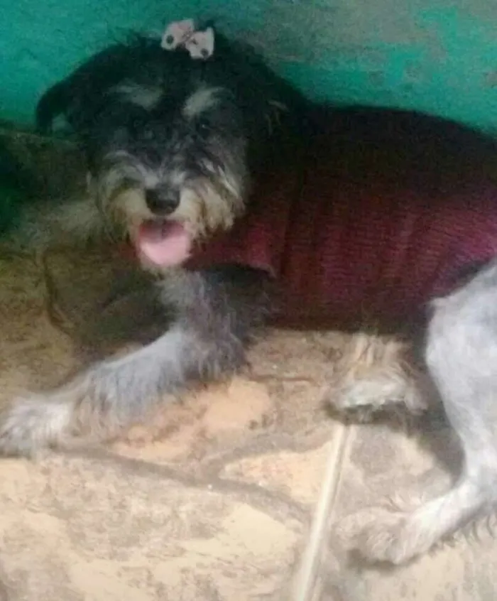 Cachorro ra a Vira lata idade 7 a 11 meses nome Pretinha