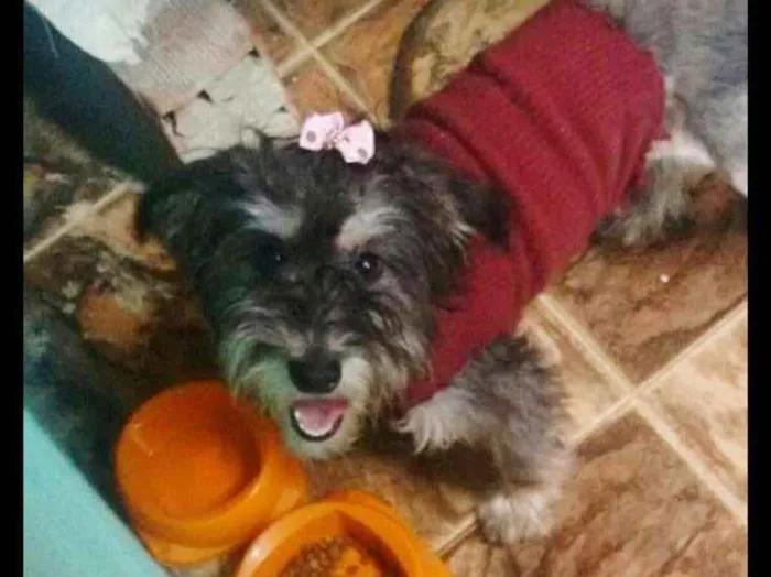 Cachorro ra a Vira lata idade 7 a 11 meses nome Pretinha