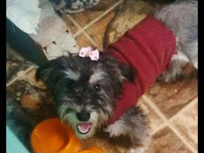 Cachorro ra a Vira lata idade 7 a 11 meses nome Pretinha