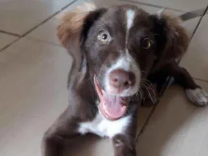 Cachorro raça srd idade 2 a 6 meses nome Cacau