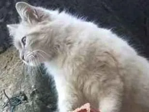 Gato ra a Angora  idade 2 anos nome Pérola 