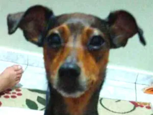 Cachorro raça Mestiça  ( pinscher) idade 3 anos nome Mel 
