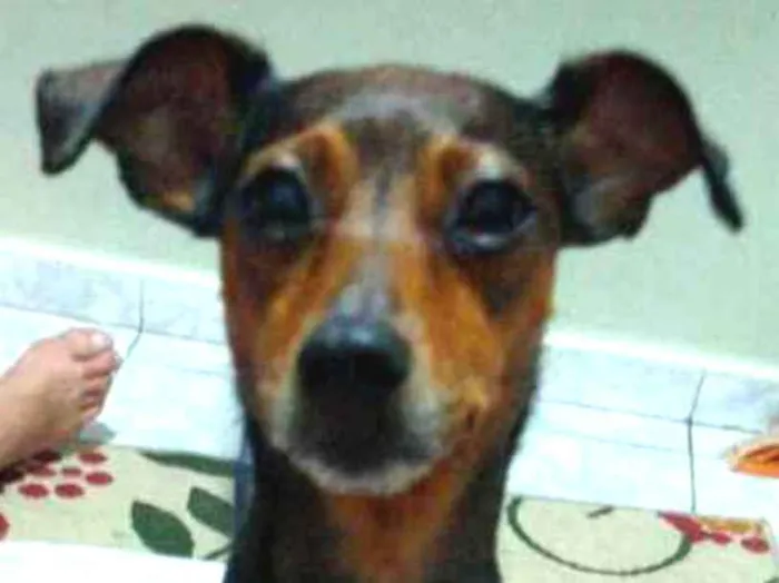 Cachorro ra a Mestiça  ( pinscher) idade 3 anos nome Mel 