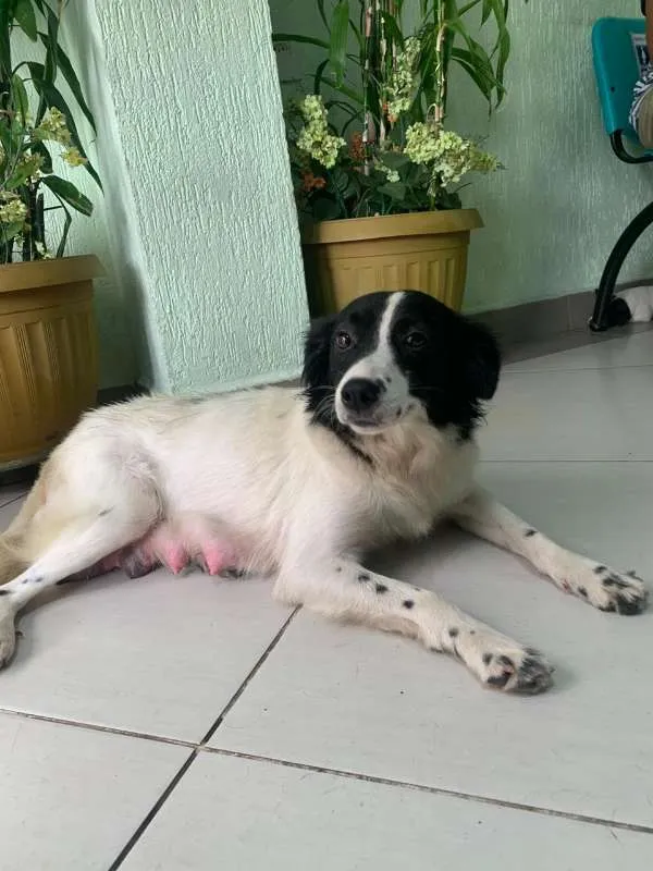 Cachorro ra a SRD idade 2 anos nome Lupita 
