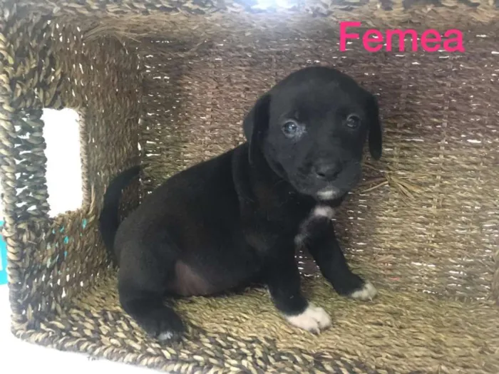 Cachorro ra a SRD idade 2 a 6 meses nome Rafaela 