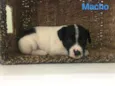 Pedro