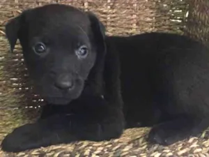 Cachorro raça SRD idade Abaixo de 2 meses nome Francisco