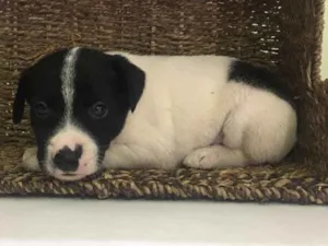 Cachorro raça SRD idade Abaixo de 2 meses nome Pedro