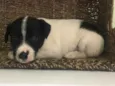 Pedro