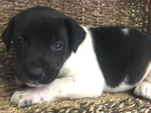 Cachorro raça SRD idade Abaixo de 2 meses nome Oliver 