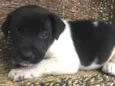 Oliver