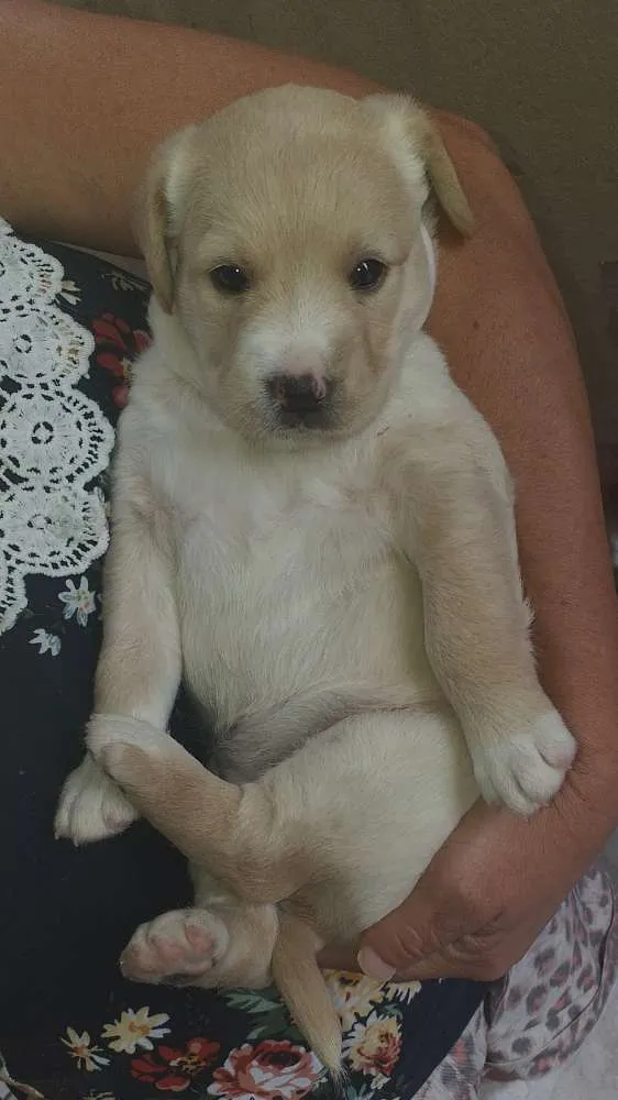 Cachorro ra a Puldo idade Abaixo de 2 meses nome Sem nome ainda 