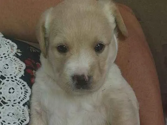 Cachorro ra a Puldo idade Abaixo de 2 meses nome Sem nome ainda 