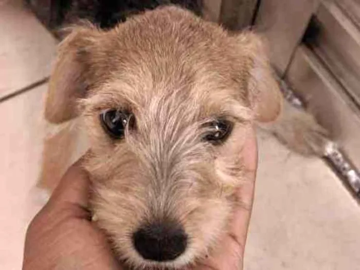 Cachorro ra a Mista  idade 2 a 6 meses nome Linda