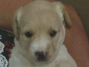 Cachorro raça Puldo idade Abaixo de 2 meses nome Sem nome ainda 
