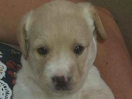 Cachorro ra a Puldo idade Abaixo de 2 meses nome Sem nome ainda 
