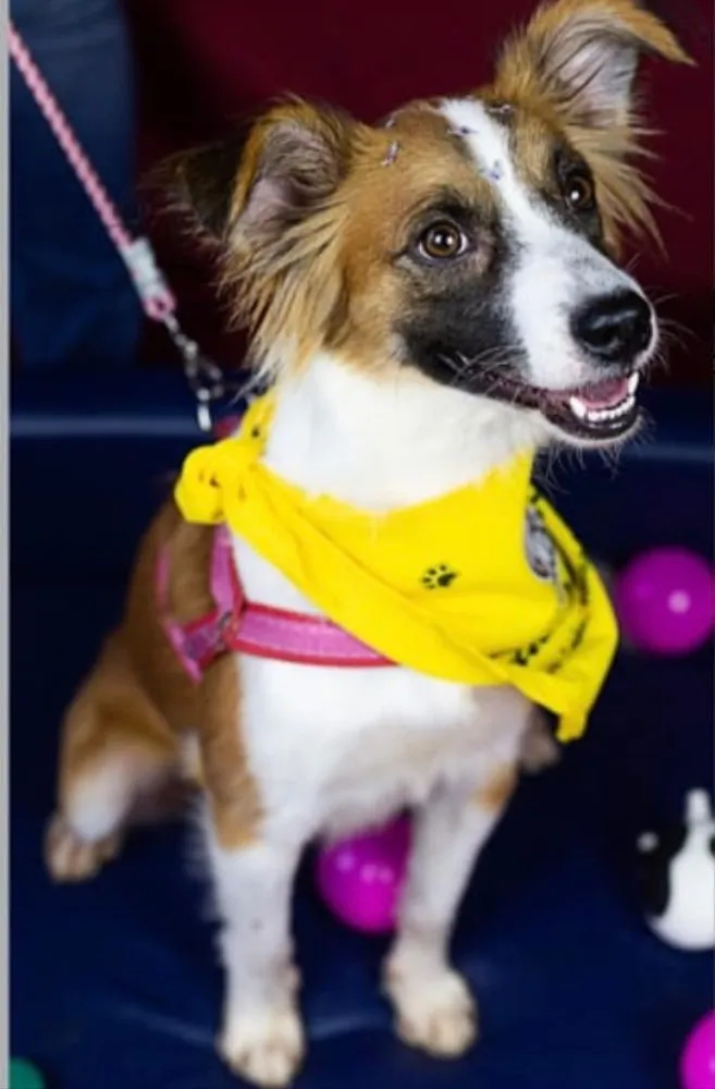 Cachorro ra a SRD idade 2 anos nome Nala 