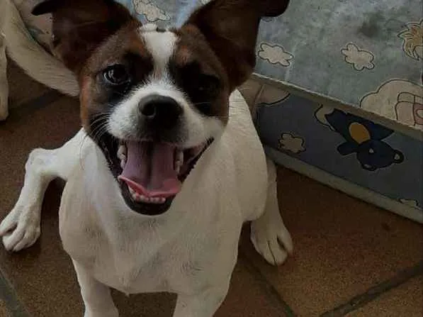 Cachorro ra a Vira lata  idade 7 a 11 meses nome Luna