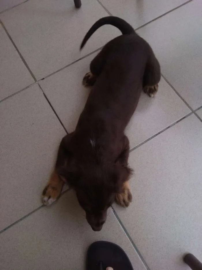 Cachorro ra a Indefinido idade 2 a 6 meses nome Thor