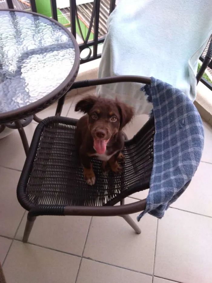 Cachorro ra a Indefinido idade 2 a 6 meses nome Thor