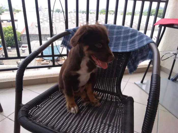 Cachorro ra a Indefinido idade 2 a 6 meses nome Thor