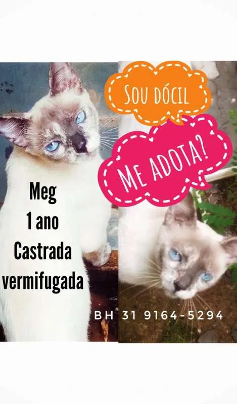 Gato raça SRD idade 1 ano nome Meg