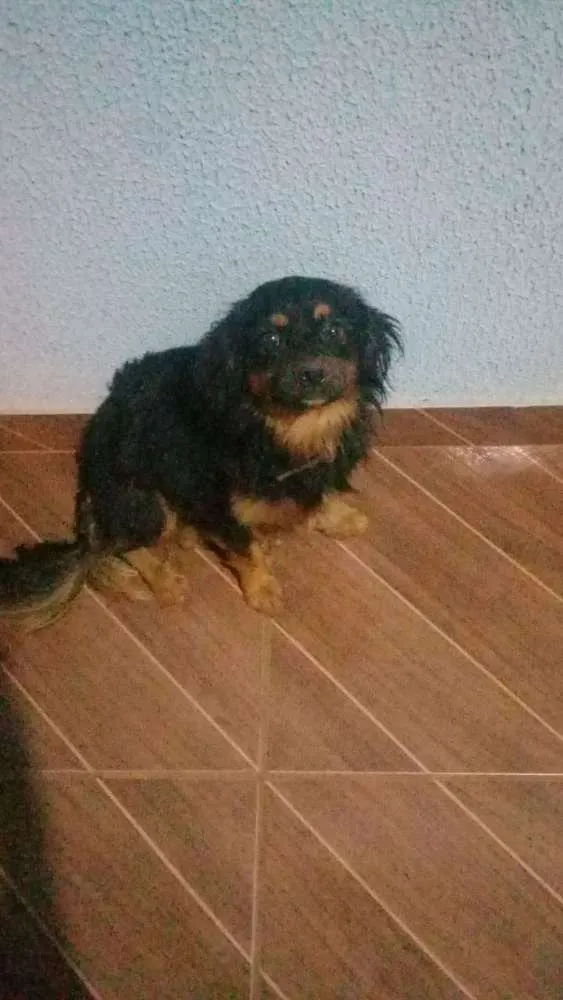 Cachorro ra a  idade 1 ano nome Taurus 