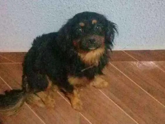 Cachorro ra a  idade 1 ano nome Taurus 