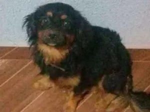 Cachorro raça  idade 1 ano nome Taurus 