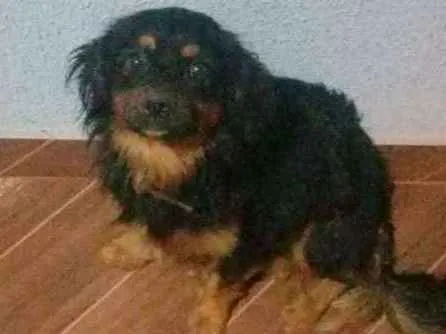 Cachorro ra a  idade 1 ano nome Taurus 