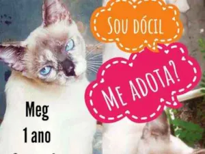 Gato raça SRD idade 1 ano nome Meg