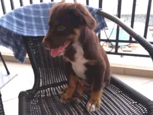 Cachorro raça Indefinido idade 2 a 6 meses nome Thor