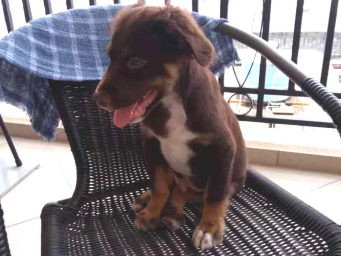 Cachorro ra a Indefinido idade 2 a 6 meses nome Thor