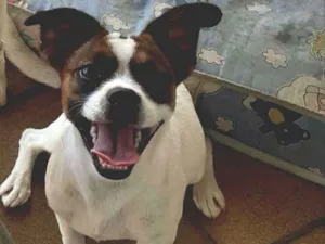 Cachorro raça Vira lata  idade 7 a 11 meses nome Luna