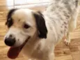 Snoop