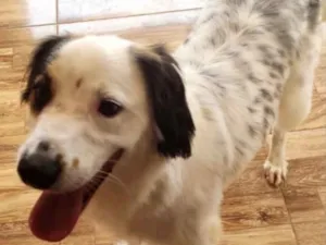 Cachorro raça SRD idade 1 ano nome Snoop