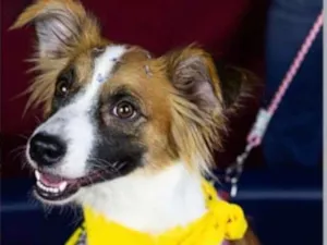 Cachorro raça SRD idade 2 anos nome Nala 