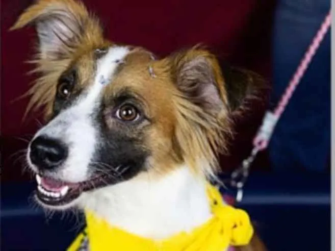 Cachorro ra a SRD idade 2 anos nome Nala 