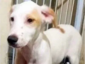 Cachorro raça SRD idade 2 a 6 meses nome Cal 