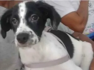 Cachorro raça SRD idade 2 a 6 meses nome Leon 