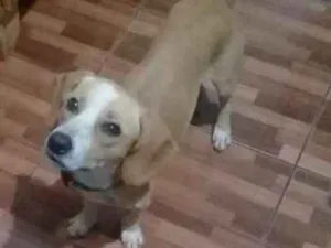 Cachorro raça Pequeno idade 1 ano nome Max